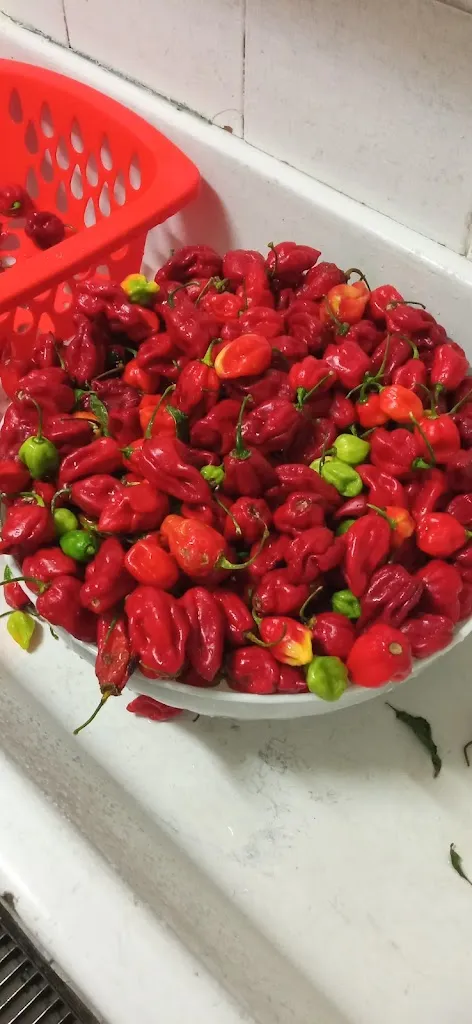 Menu_Tana Dell'Orso - Ristorante Bar Pizzeria_Orsara di Puglia_image_8