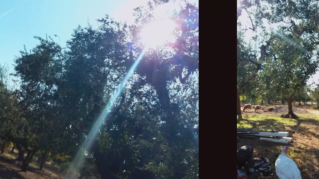 Agriturismo Nonna Elena_Orsara di Puglia_slider_image_2