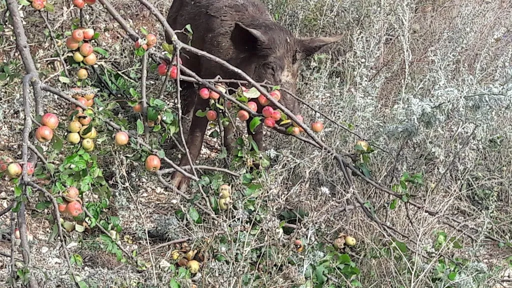 Punto vendita Maiale Brado restaurant in Norcia