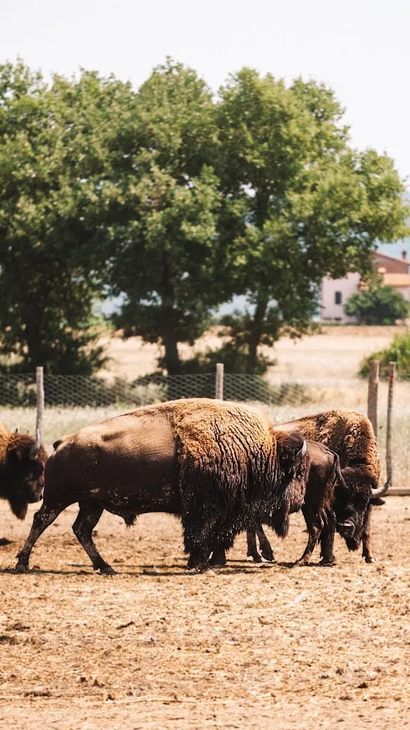 Alessio Moscatelli_Terra dei Bisonti_Panicale_review