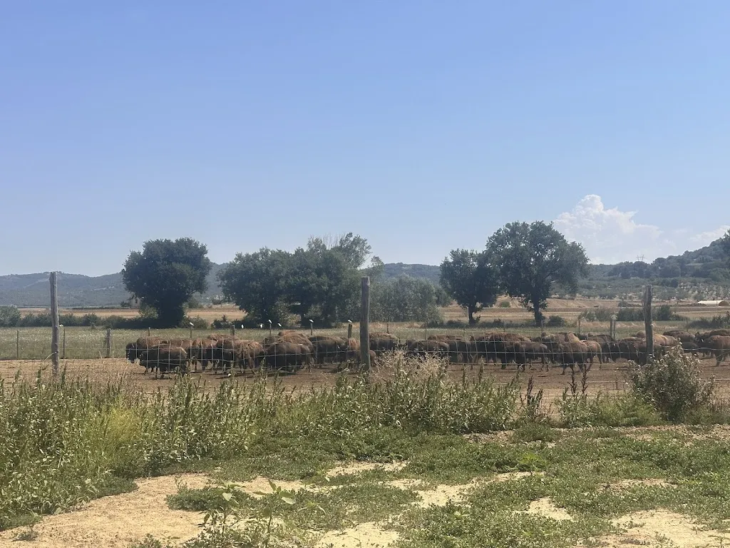 Carmen Cormio_Terra dei Bisonti_Panicale_review