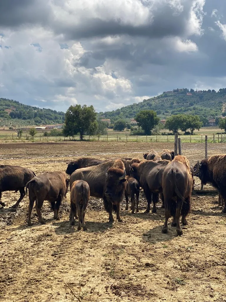 Terra dei Bisonti_Panicale_slider_image_2