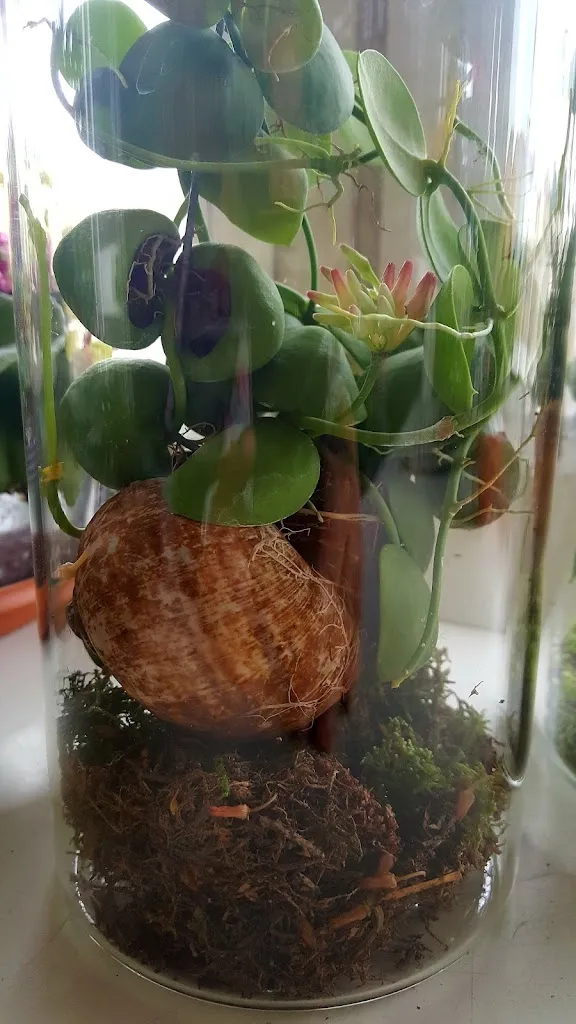 Menu_Ristorante Fontepino_San Martino in Trignano_image_8