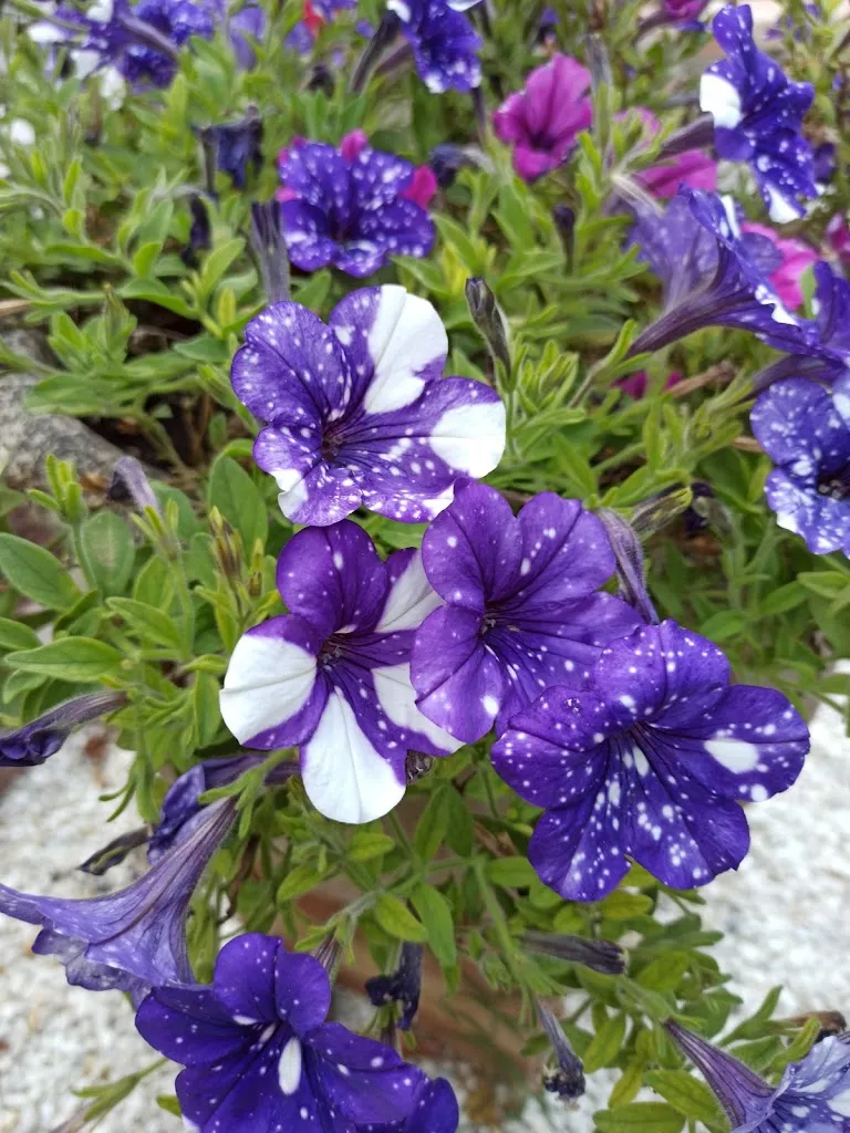 Simone Stazi_Loch Ness_Sellano_recensione