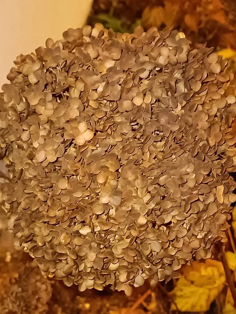 Menu_Tanta voglia di lei_Abano Terme_image_6