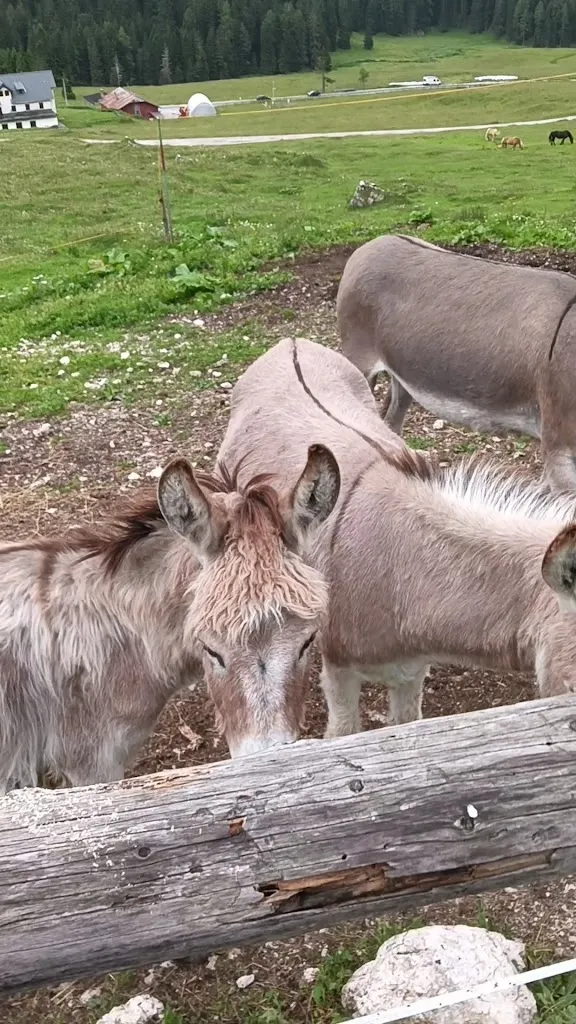 Malga Misurina_Auronzo_slider_image_2