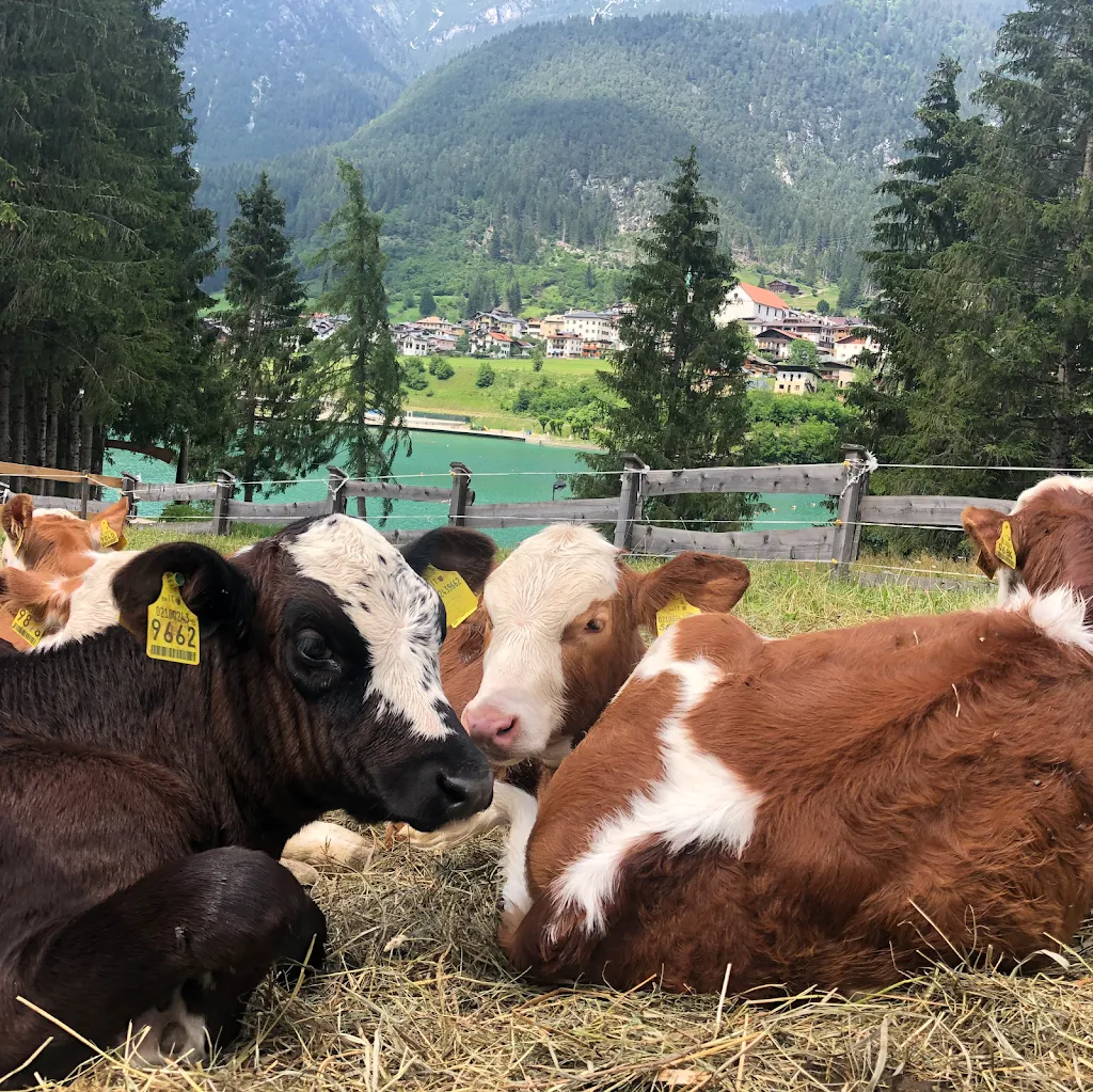 Agriturismo Al Tabià_Auronzo_slider_image_2