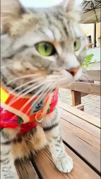 Gastaldia Pizza&Gallo_Barbisano_slider_image_2