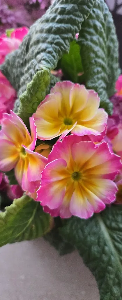 michele ravanelli_Floricoltura Quaiato - Garden Center Verona_Beccacivetta-Azzano_review