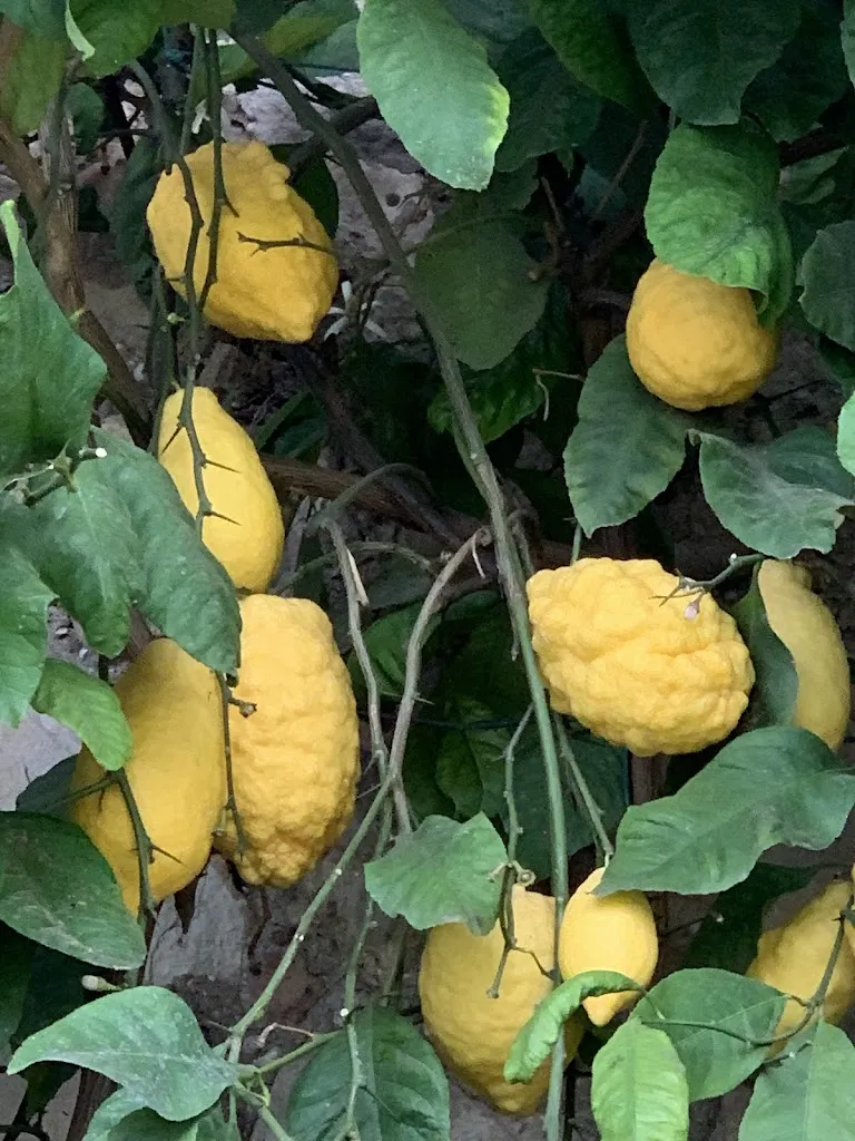 Paola Magnano_Floricoltura Quaiato - Garden Center Verona_Beccacivetta-Azzano_review