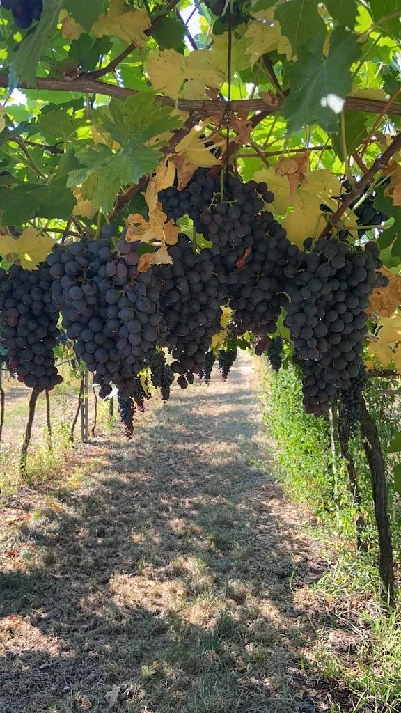 Marcos Antonio Coral_Autogrill Postumia Sud_Bolzano Vicentino_recensione