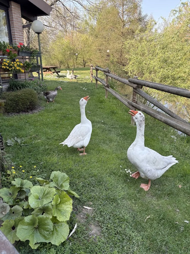 Riccardo Mantovani_Ristorante Laghetto Dei Salici_Bonavigo_review