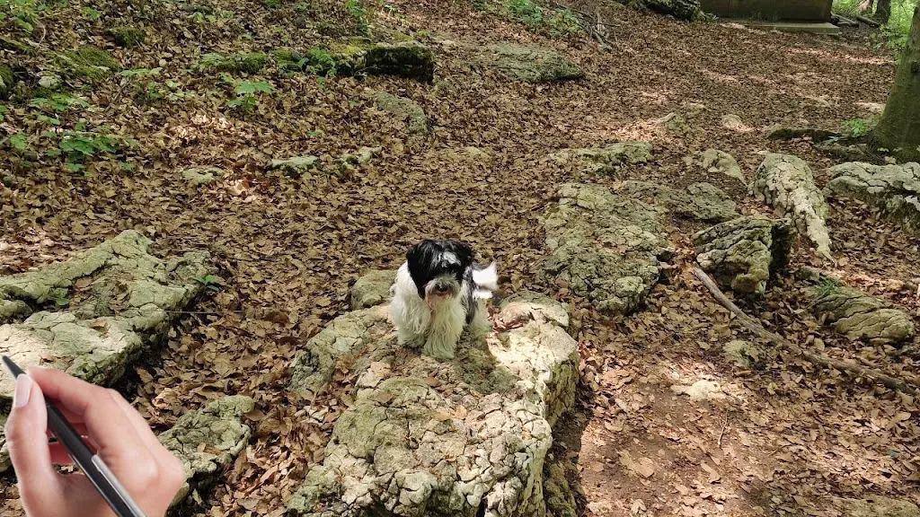 Boscopark Adventure Park_Bosco Chiesanuova_slider_image_2