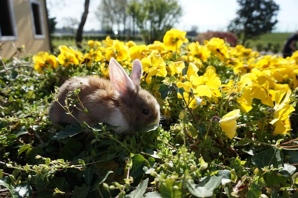 Nikola Dubljević_Casa Lidia_Breganze_review