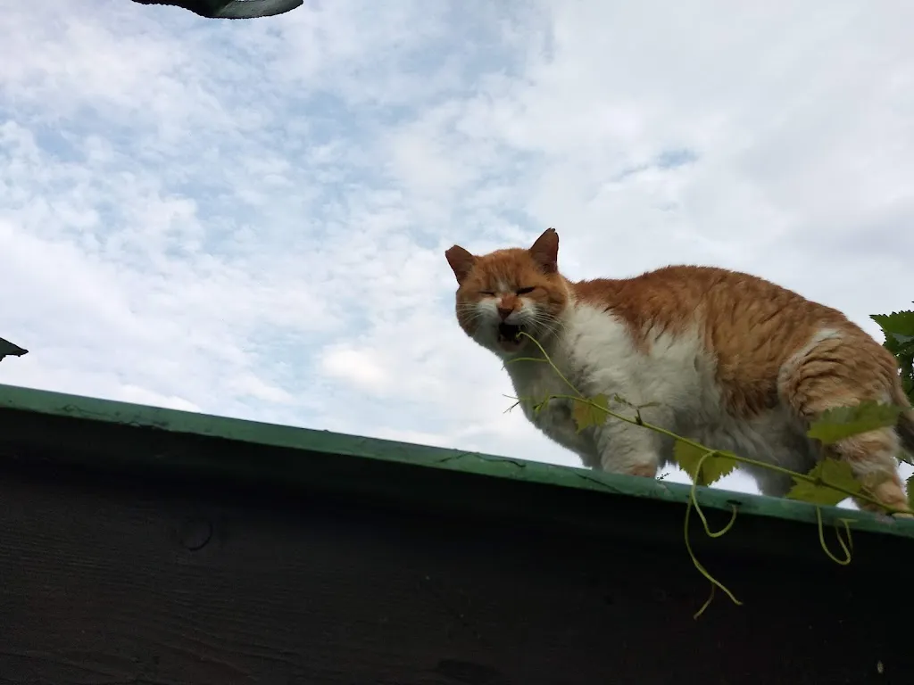 Alessandro Reginato_All Inn_Caerano di San Marco_recensione