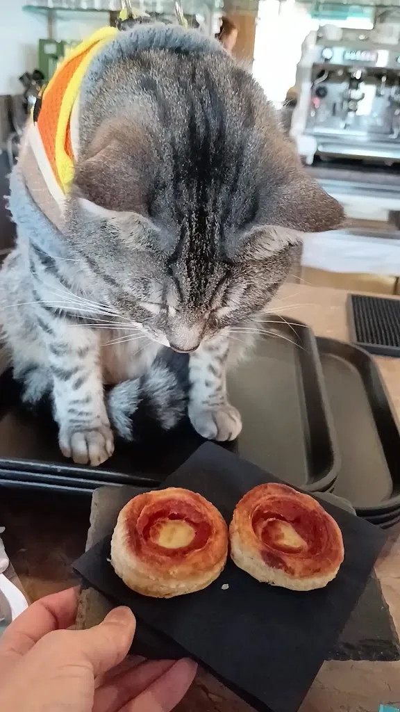 Gigia TravelCat_Giallo Dolomiti Ristorante_Calalzo di Cadore_review