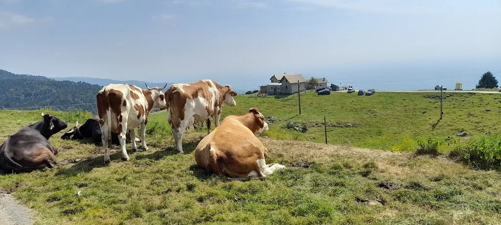 Antonio Ciprian_Ardiva - Malga Serona_Caltrano_avis