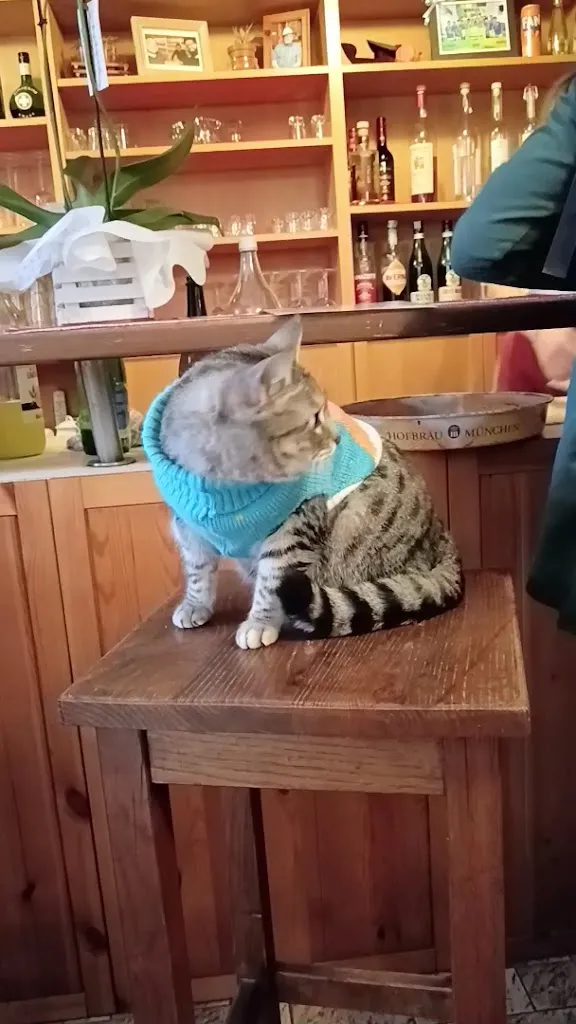 Gigia TravelCat_Trattoria 