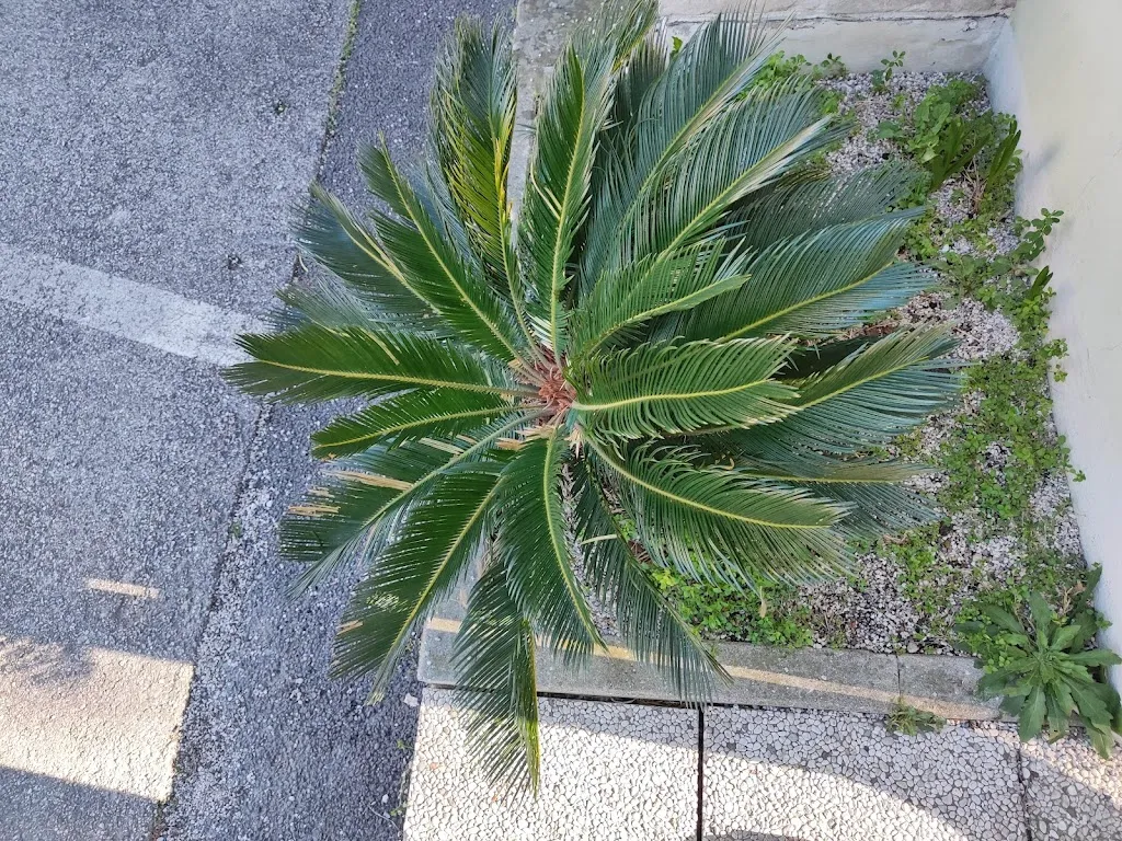 Peephole Reviews_Pizzeria al Caminetto_Cartura_review