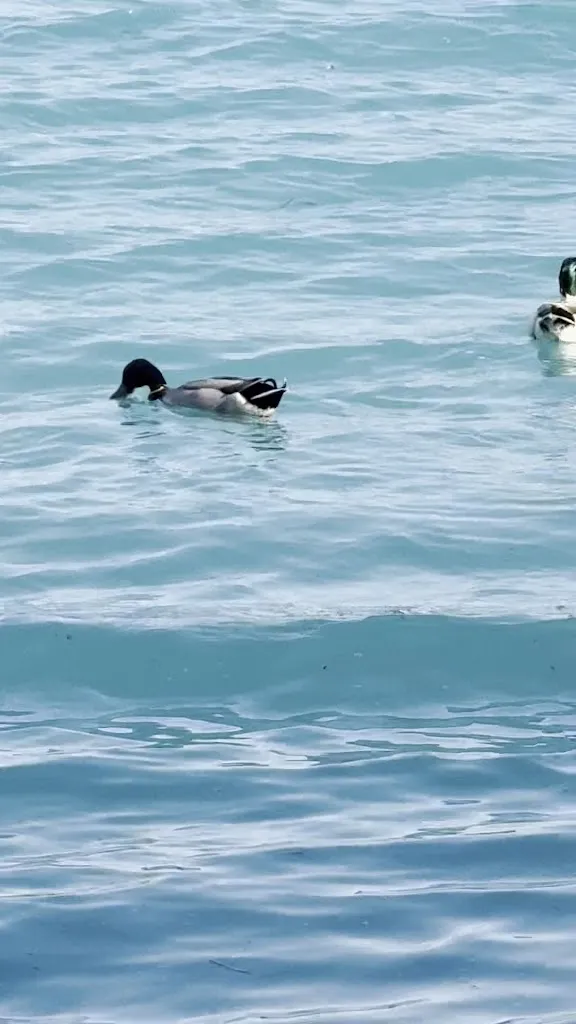 Mahmoud Zou_Habitat le Bandie_Candelù_review