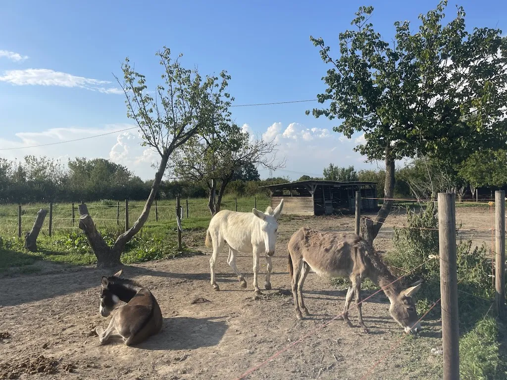 Klaudia Mankosova_Agriturismo Porcaloca_Casale sul Sile_review