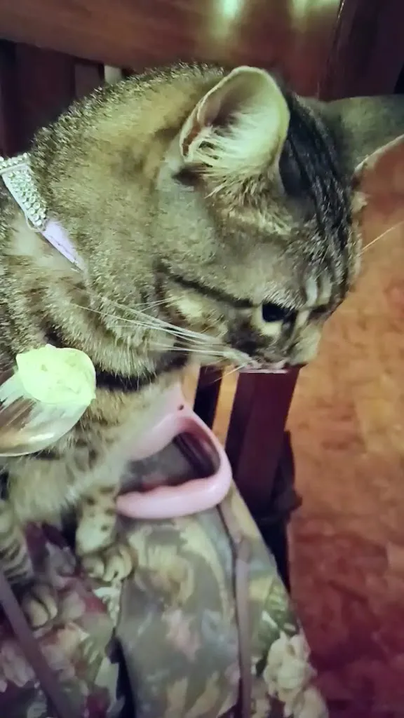 Gigia TravelCat_Osteria alla Pasina_Casier_review