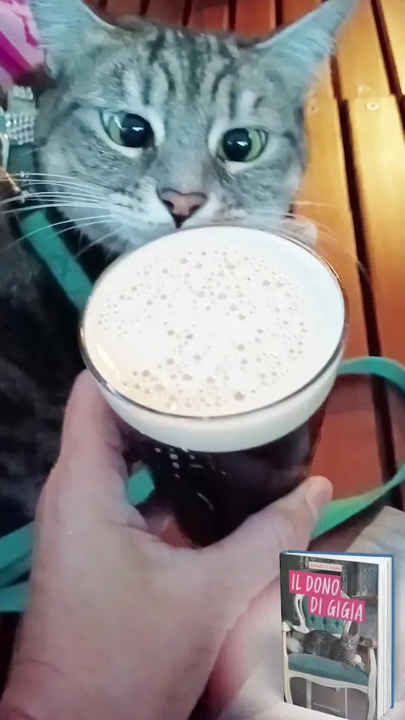 Gigia TravelCat_Al Centrale_Casier_recensione