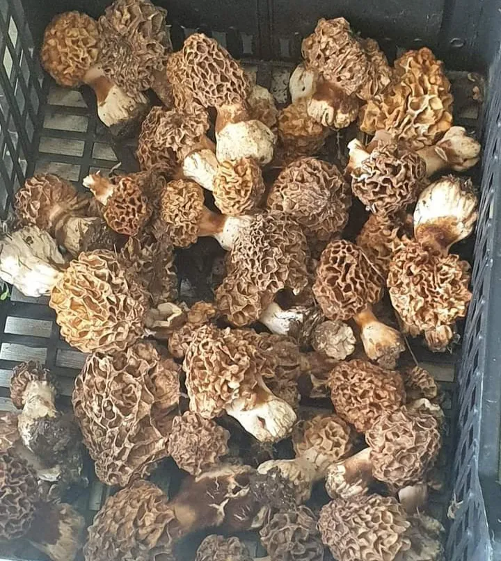 Ristorante Pizzeria Il Poggio_Castelminio_slider_image_3