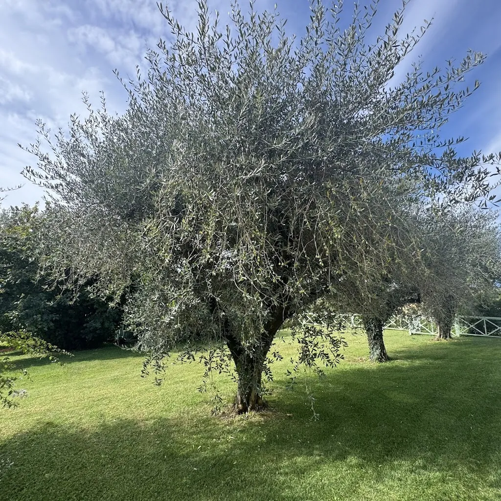 Haitham Bu-Aisha_Villa Cordevigo_Cavajon Veronese_review