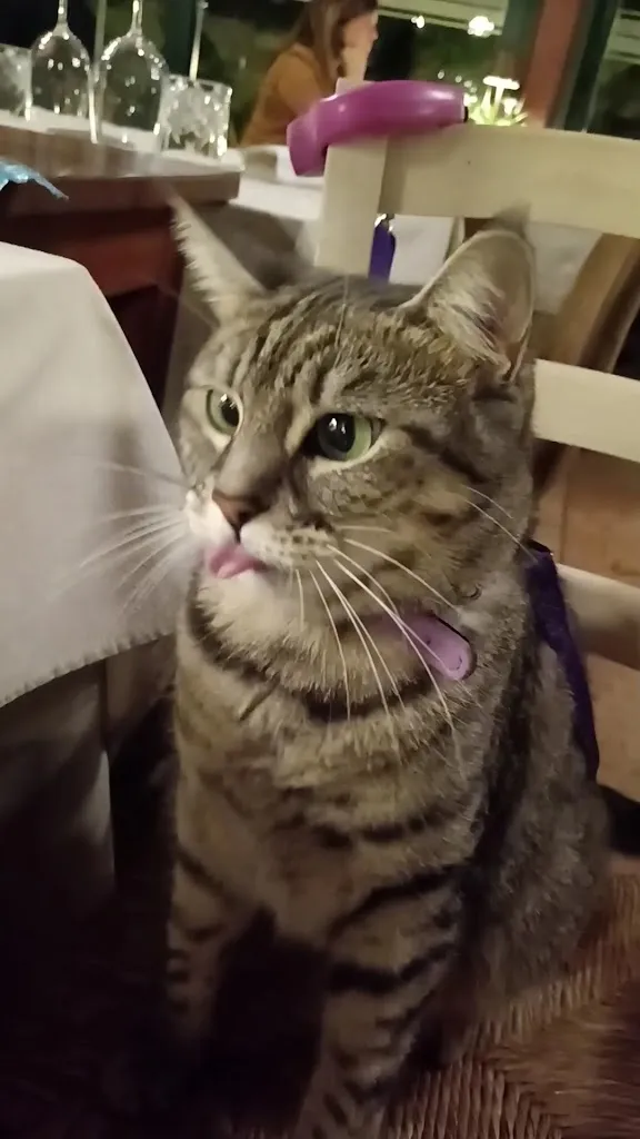 Gigia TravelCat_il Tamburello_Castelfranco Veneto_review