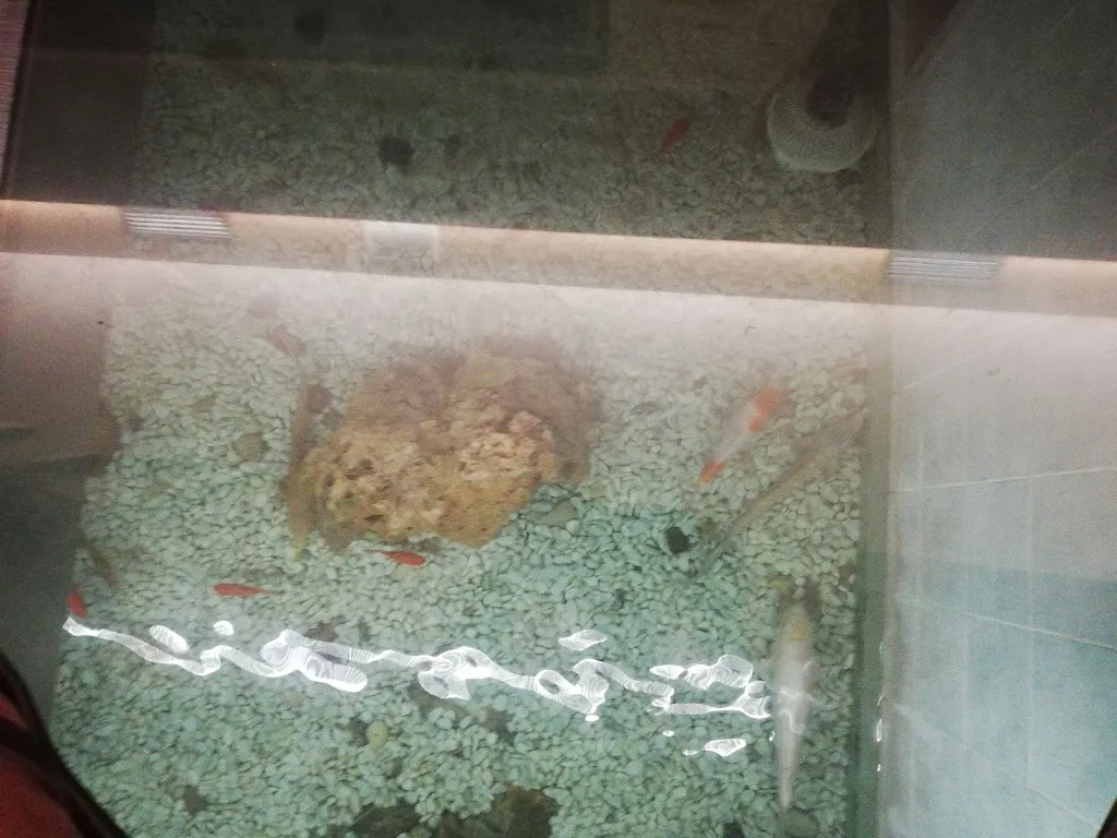 Олександр Нестерюк_Ristorante Orientale Huan_Castelfranco Veneto_review