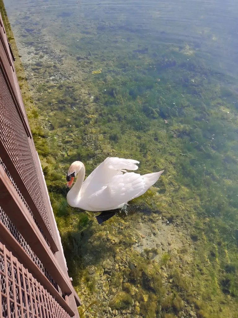 Ristorante Bar Divine Follie Di Fattori Nicola restaurant in Cazzano di Tramigna