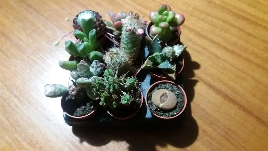 Caprì_Ceneselli_slider_image_1