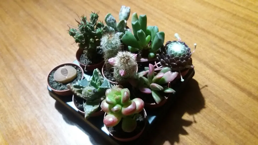 Caprì_Ceneselli_slider_image_3