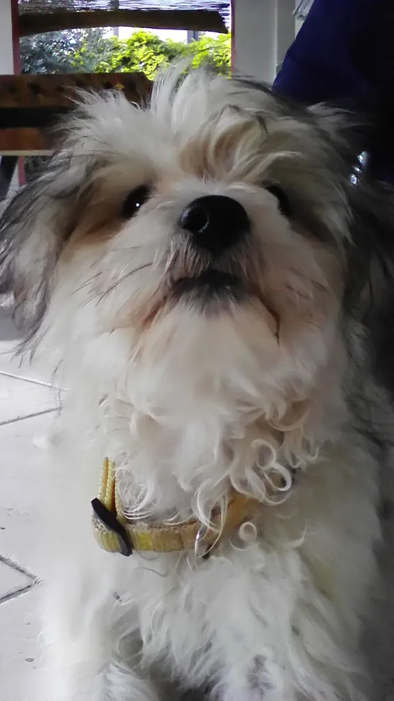 Osteria Alla Scala di Battiston Tiziano_Cinto Caomaggiore_slider_image_2