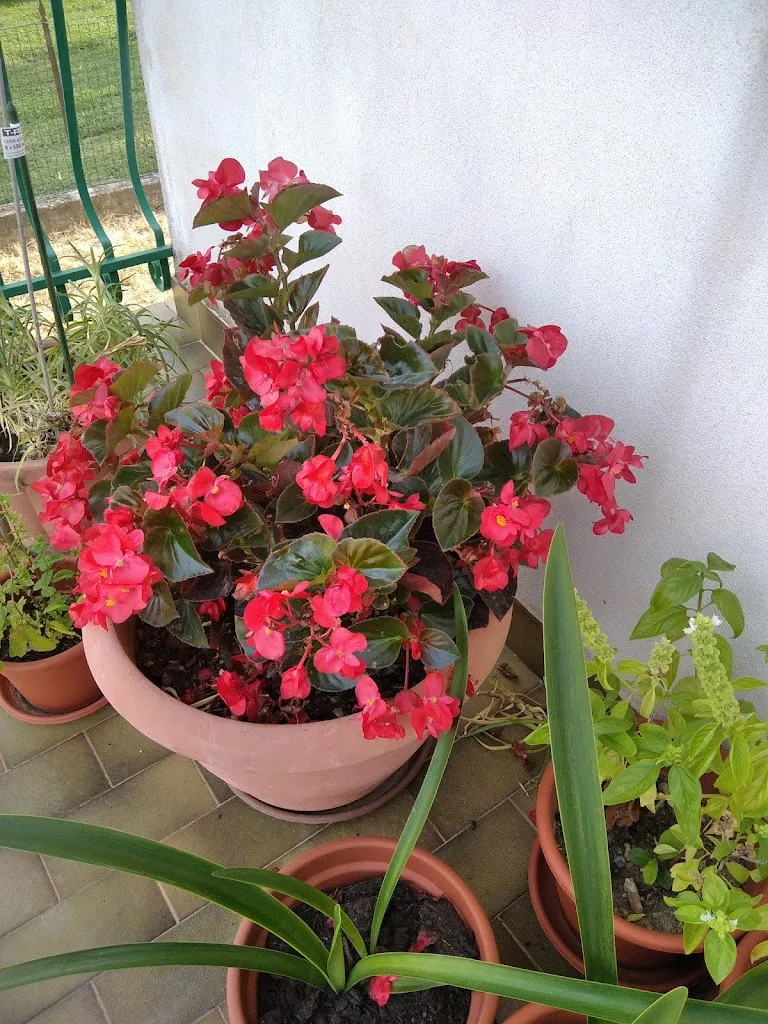 Mensa comunale / Mense comunâl restaurant in Cinto Caomaggiore