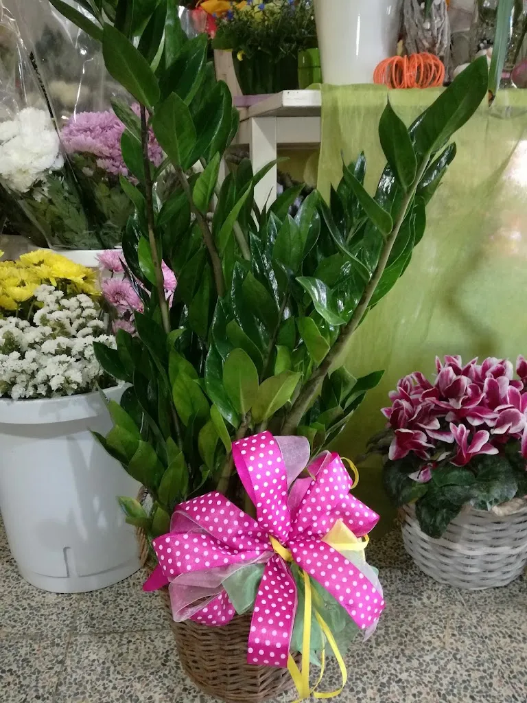 Caffe Roma Cinto caomaggiore_Cinto Caomaggiore_slider_image_2