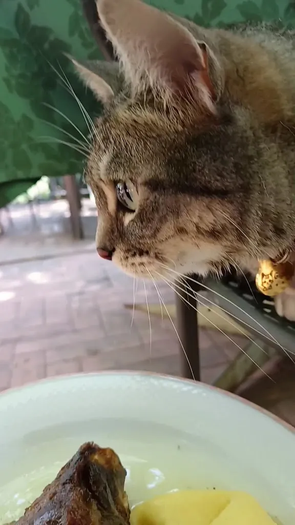 Gigia TravelCat_Ristorante Da Brun_Cison di Valmarino_review