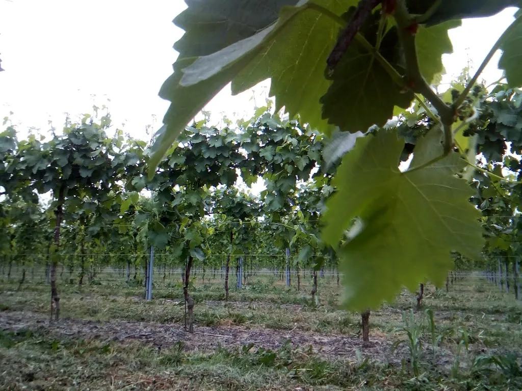 Hillary Bushell_Agriturismo Arneroni_Codognè_review