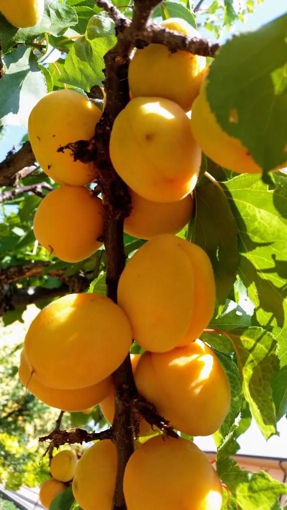 Ristorante Da Massimo_Colognola ai Colli_slider_image_3