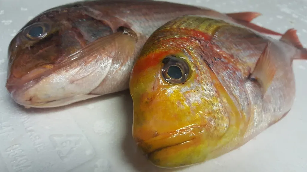 Menu_Jadore Sushi Restaurant_Cittadella_image_3