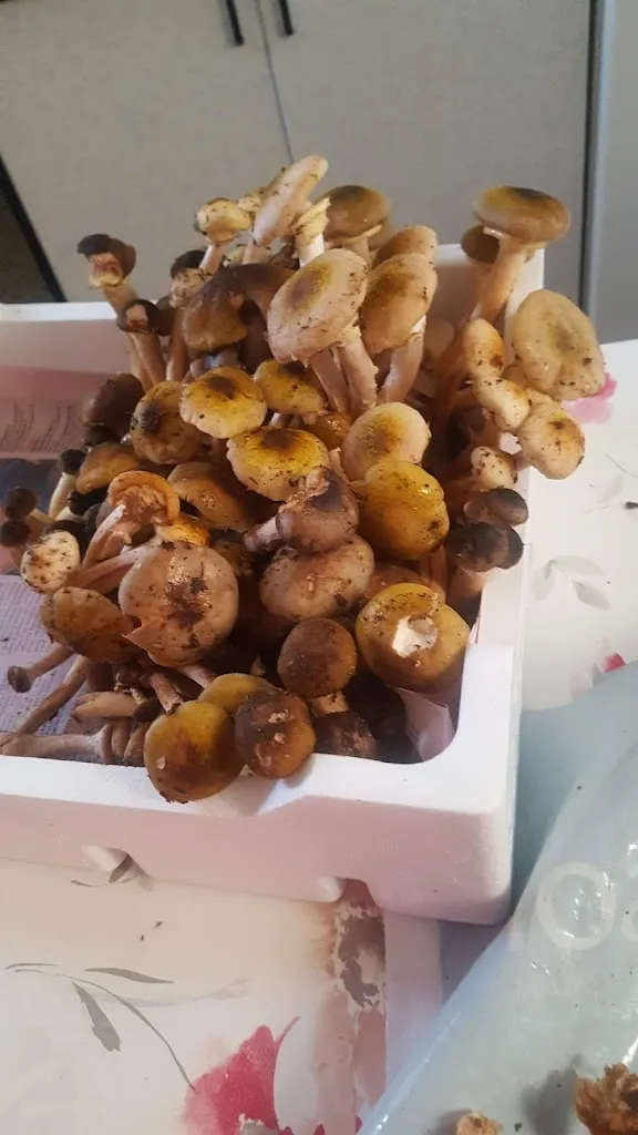 Menu_Trattoria Sfoggia Ivano_Giavera del Montello_image_5