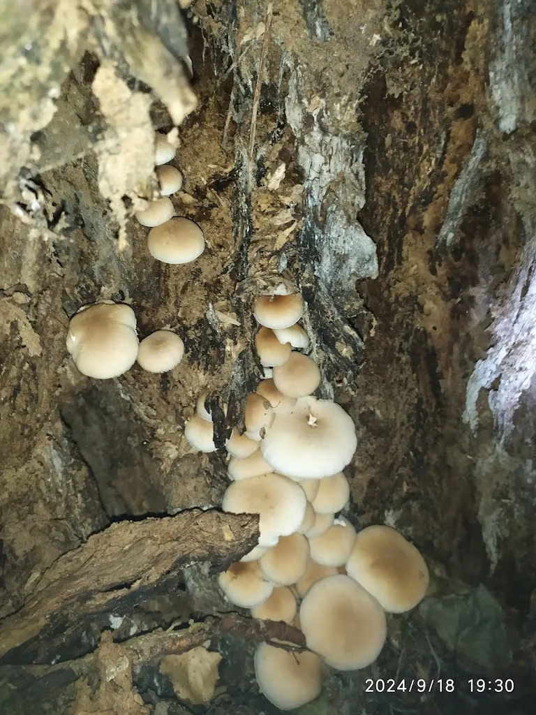 Ristorante Due Albere_Grantorto_slider_image_3