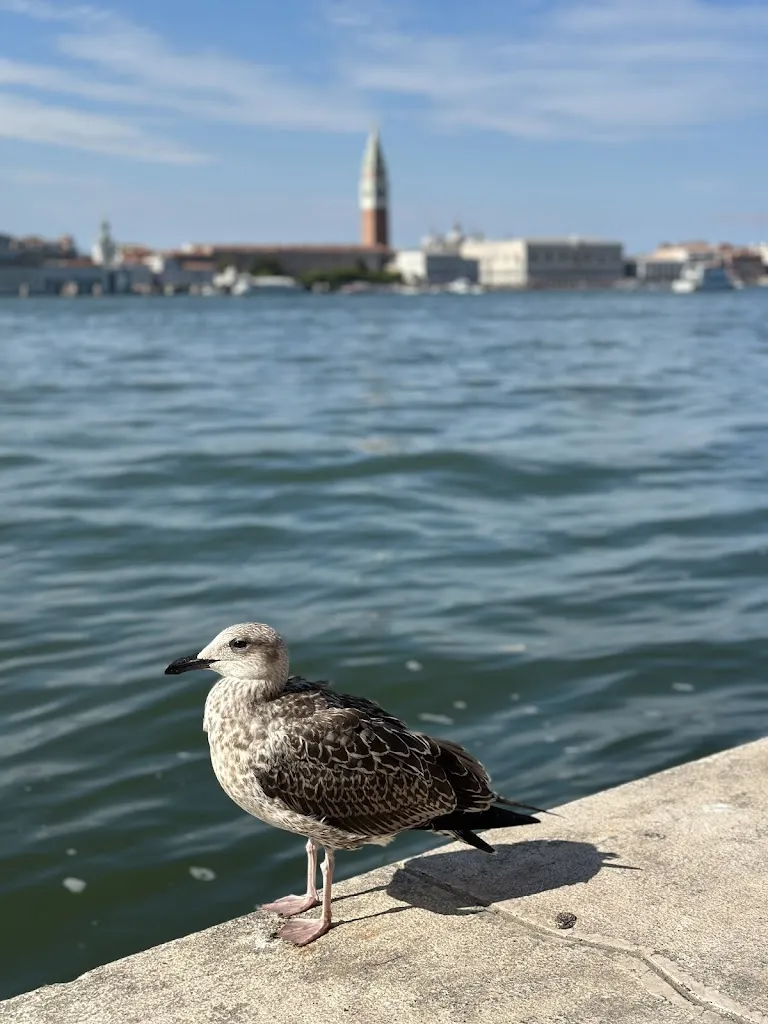 Mingming Chen_Ristorante I figli delle stelle_Giudecca_review