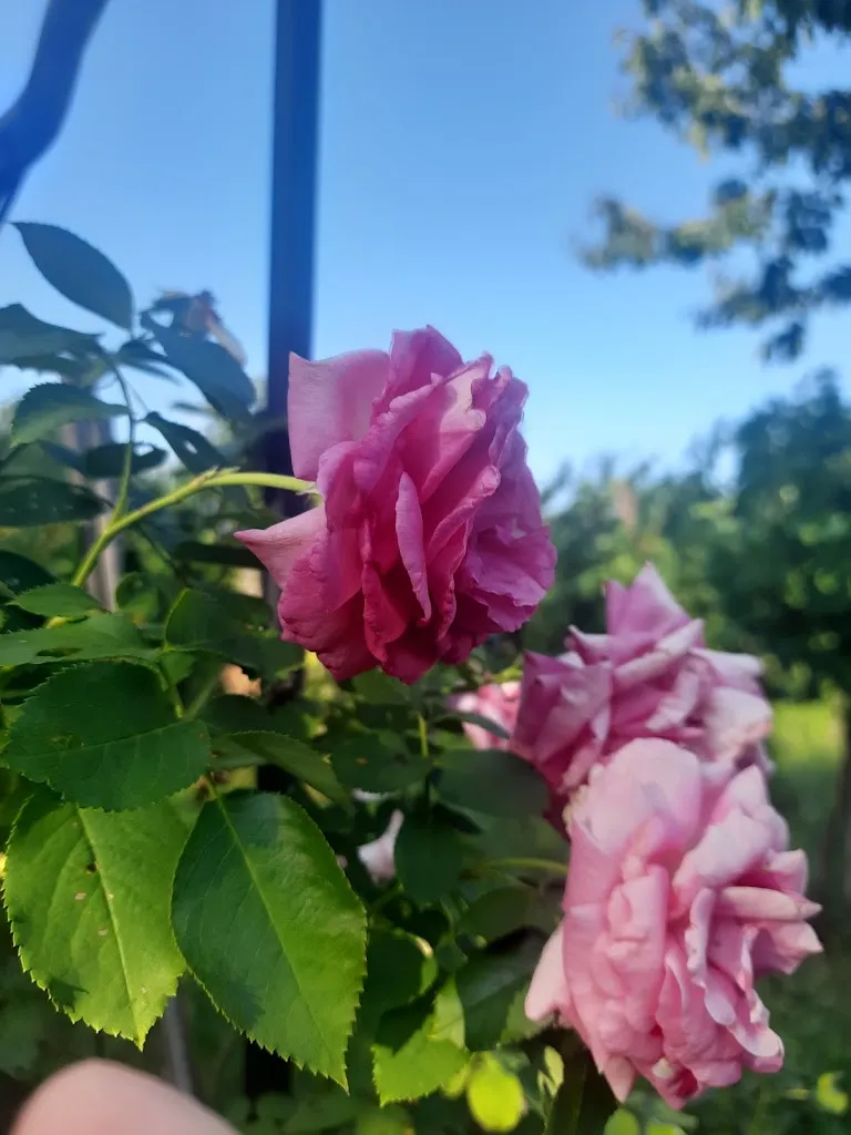 Claudia Isabel Baran_Cà dell'Agata_Grumolo Pedemonte_review