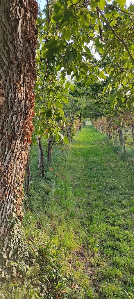 Cà dell'Agata_Grumolo Pedemonte_slider_image_3