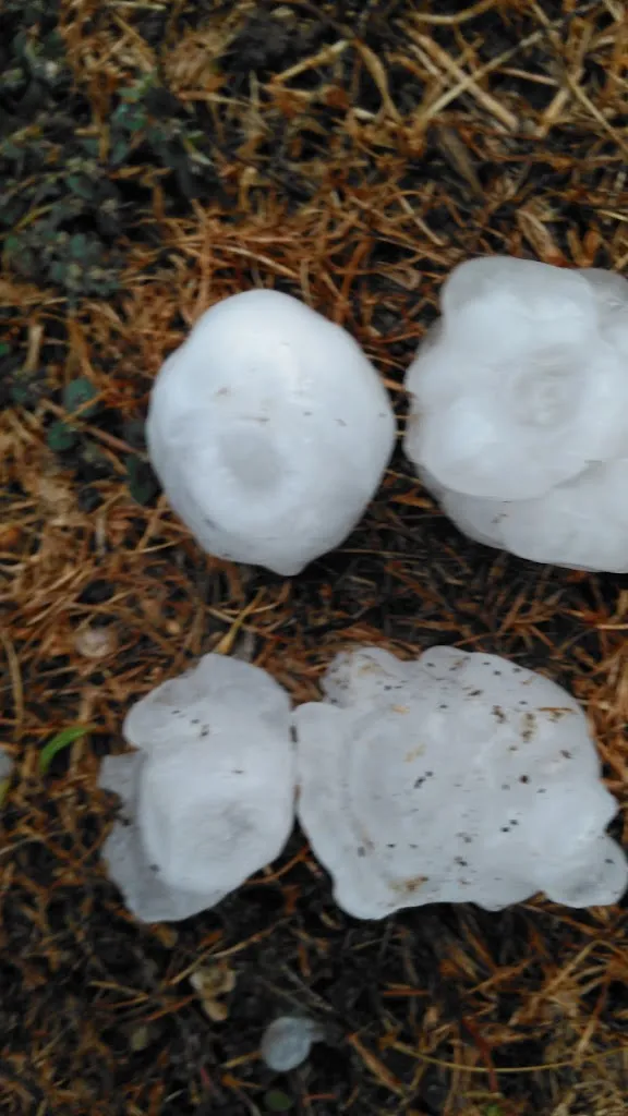 Menu_El barachin & Parco Belvedere_Lama Pezzoli_image_2