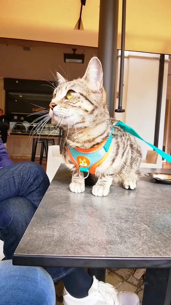 Gigia TravelCat_Bontempo - Cucina in Fermento_Marostica_review