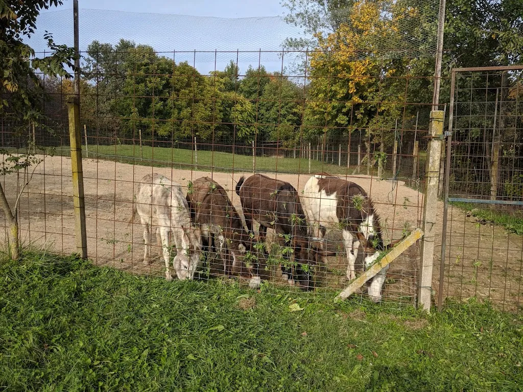 Fattoria didattica il Boschetto_Montagnana_slider_image_2