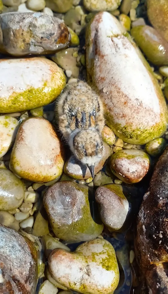 Menu_Pizzeria Al Portego_Moriago della Battaglia_image_9